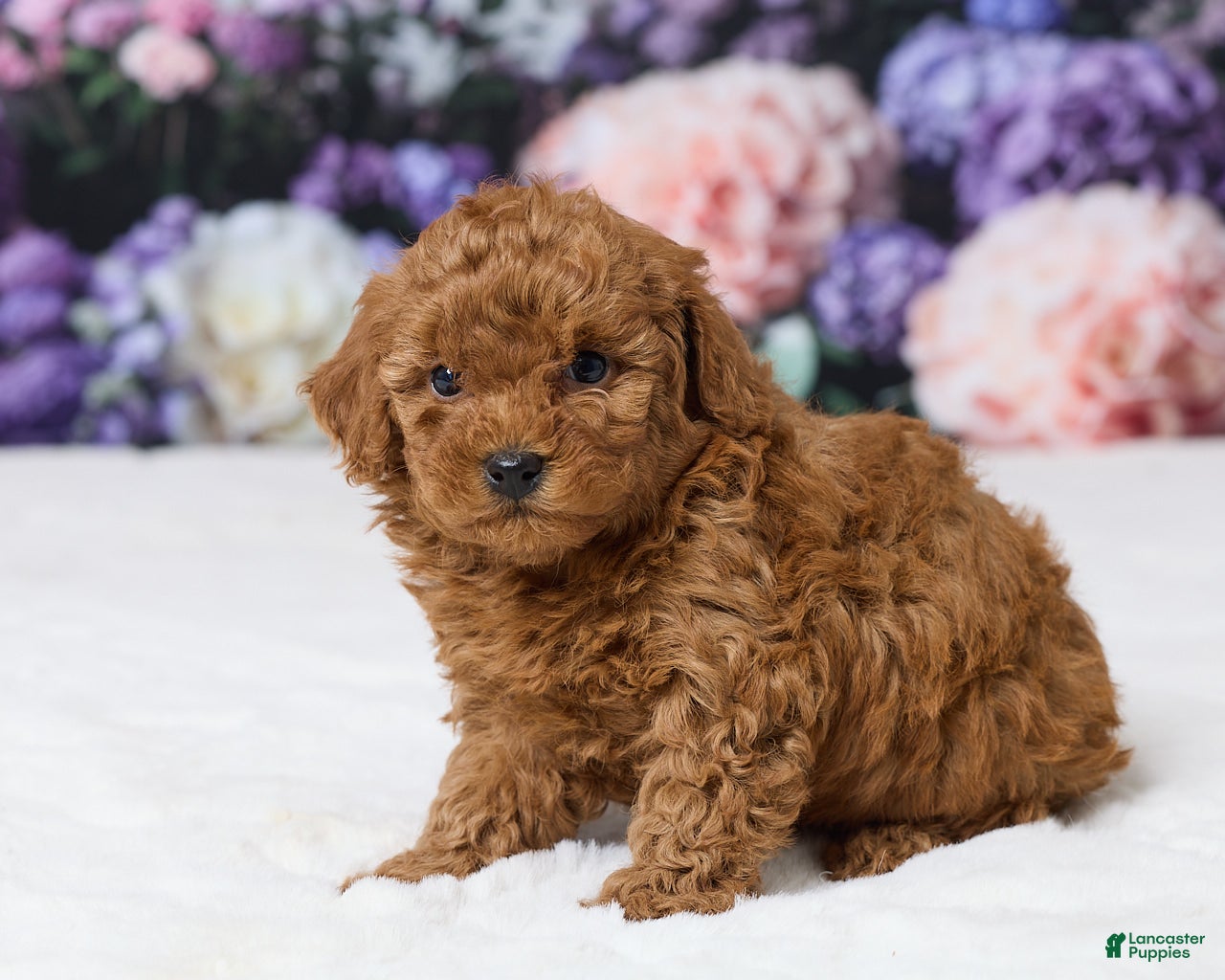 Miniature Poodle dogs Tony - Ad 2