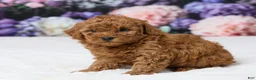 Miniature Poodle dogs for sale: Tony - Ad 2
