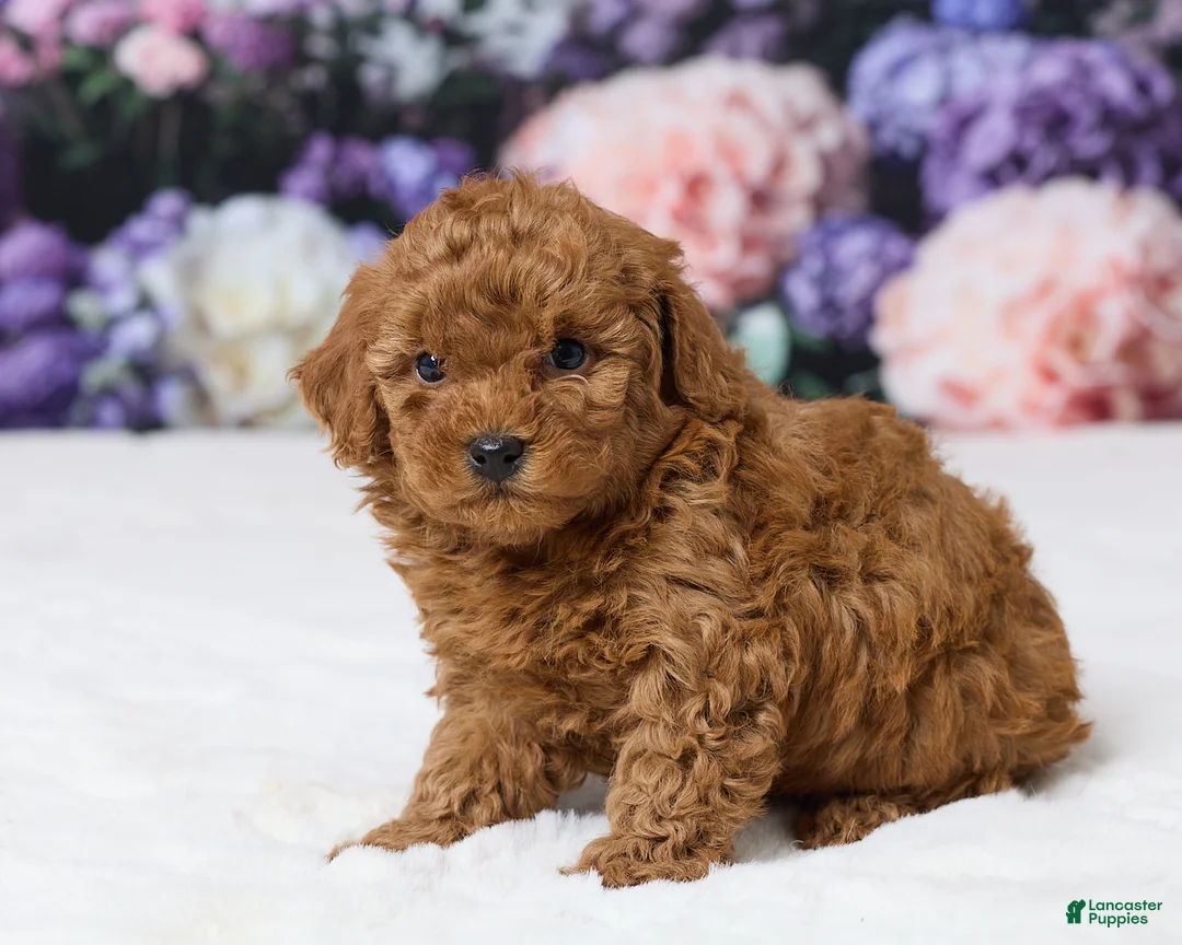 Miniature Poodle dogs for sale: Tony - Ad 2
