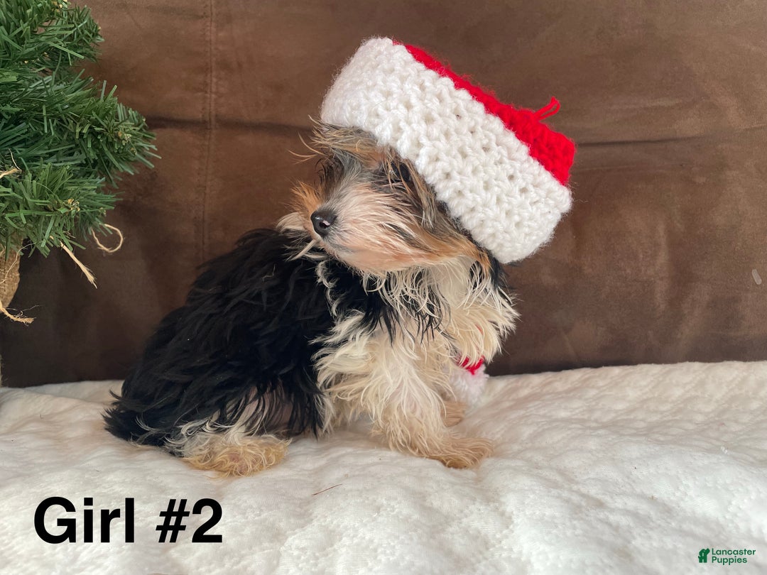 Yorkshire Terrier dogs for sale: Yorkshire Terrier Puppy 2 - Ad 1