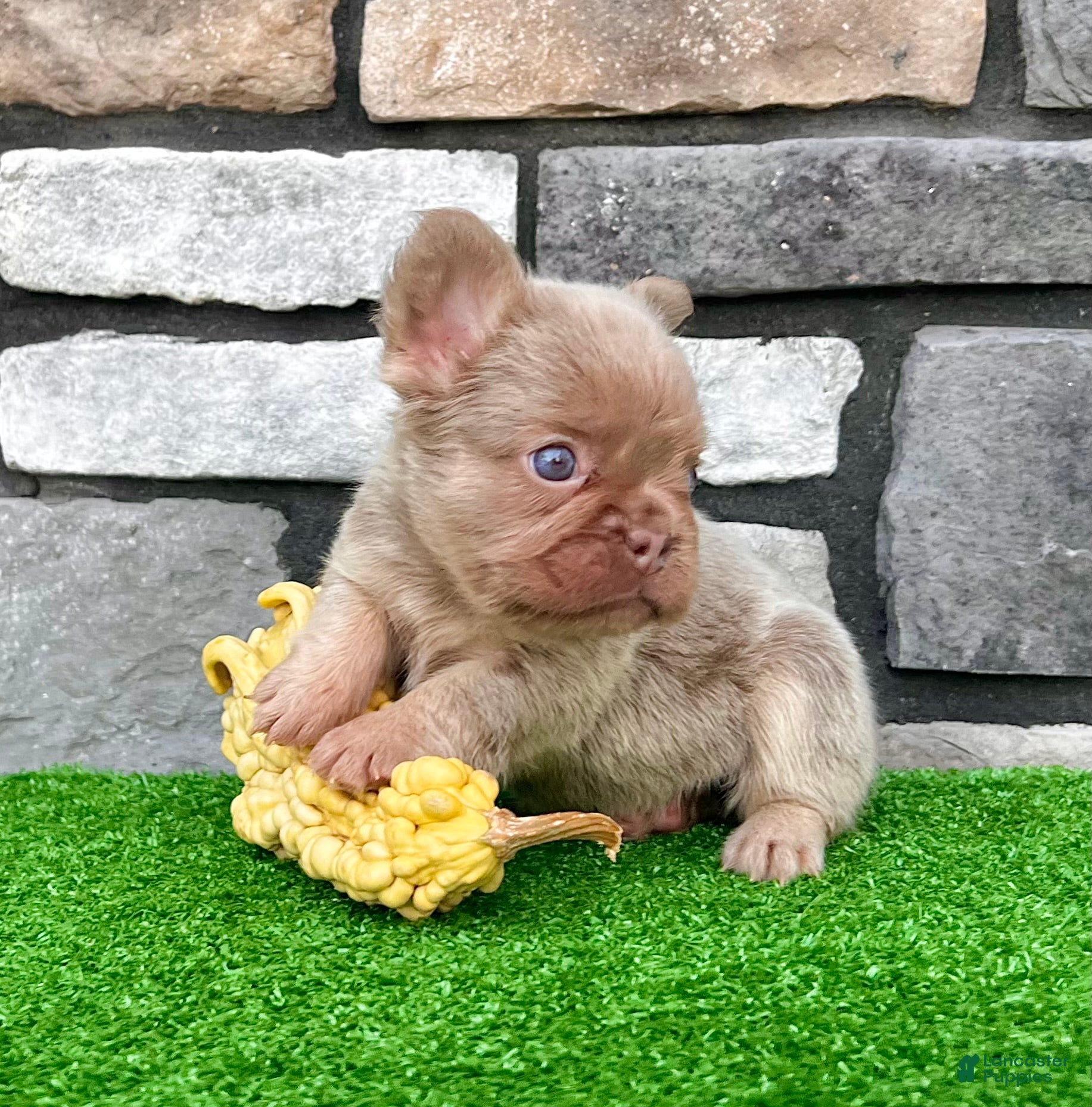 French Bulldog dogs Fancy Newshade - Ad 2