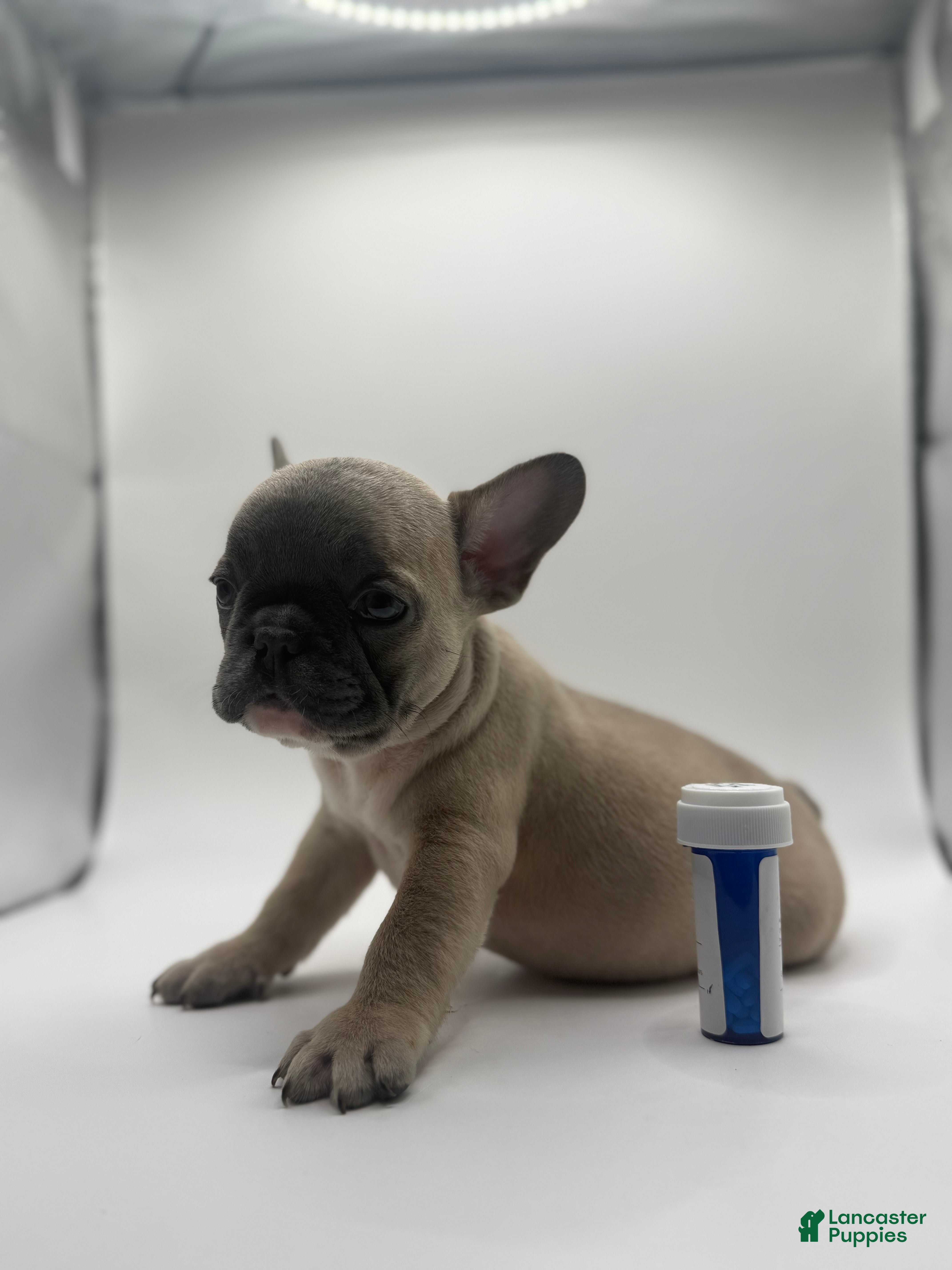 French Bulldog dogs Pluto - Ad 2