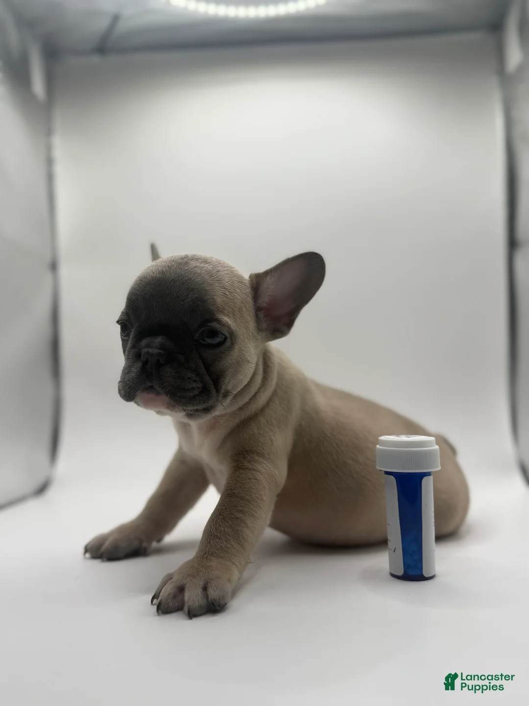 French Bulldog dogs for sale: Pluto - Ad 2
