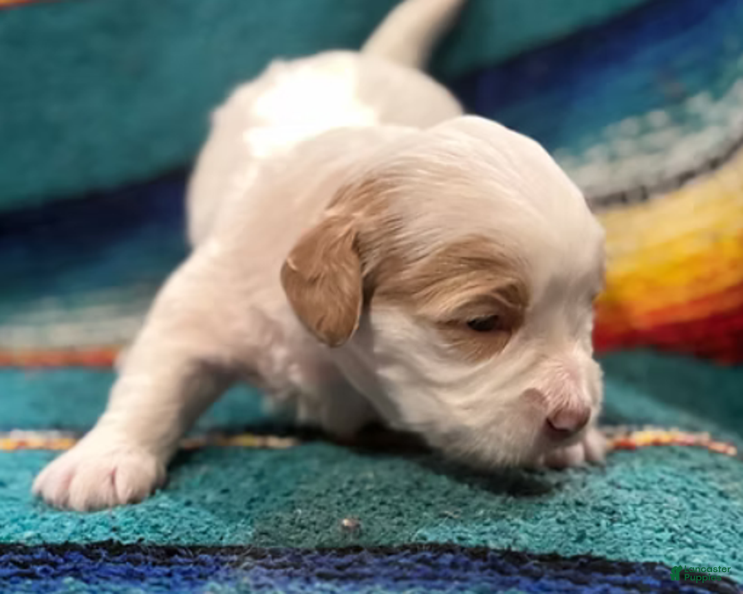 Mini Bernedoodle dogs for sale: Snow - Ad 3