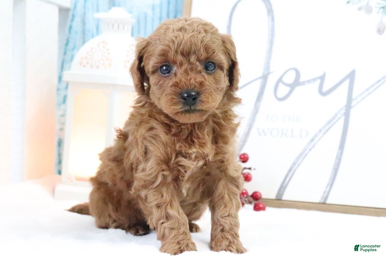 Miniature Poodle dogs Bronson - Ad 13