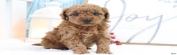 Miniature Poodle dogs for sale: Bronson - Ad 1