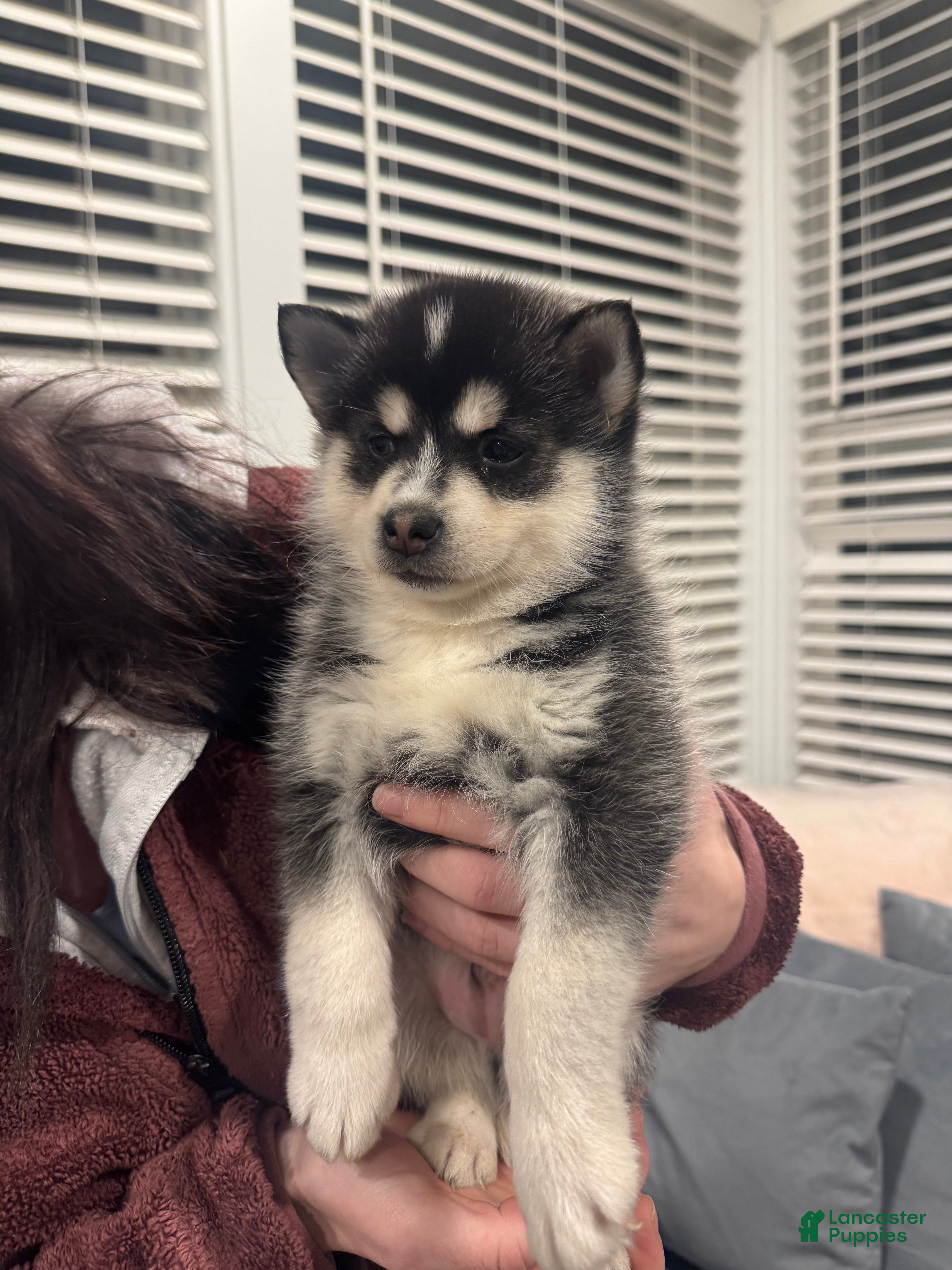 Pomsky dogs Artemis  - Ad 23