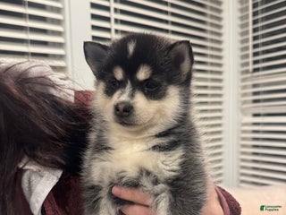 Pomsky dogs Artemis - Ad 23