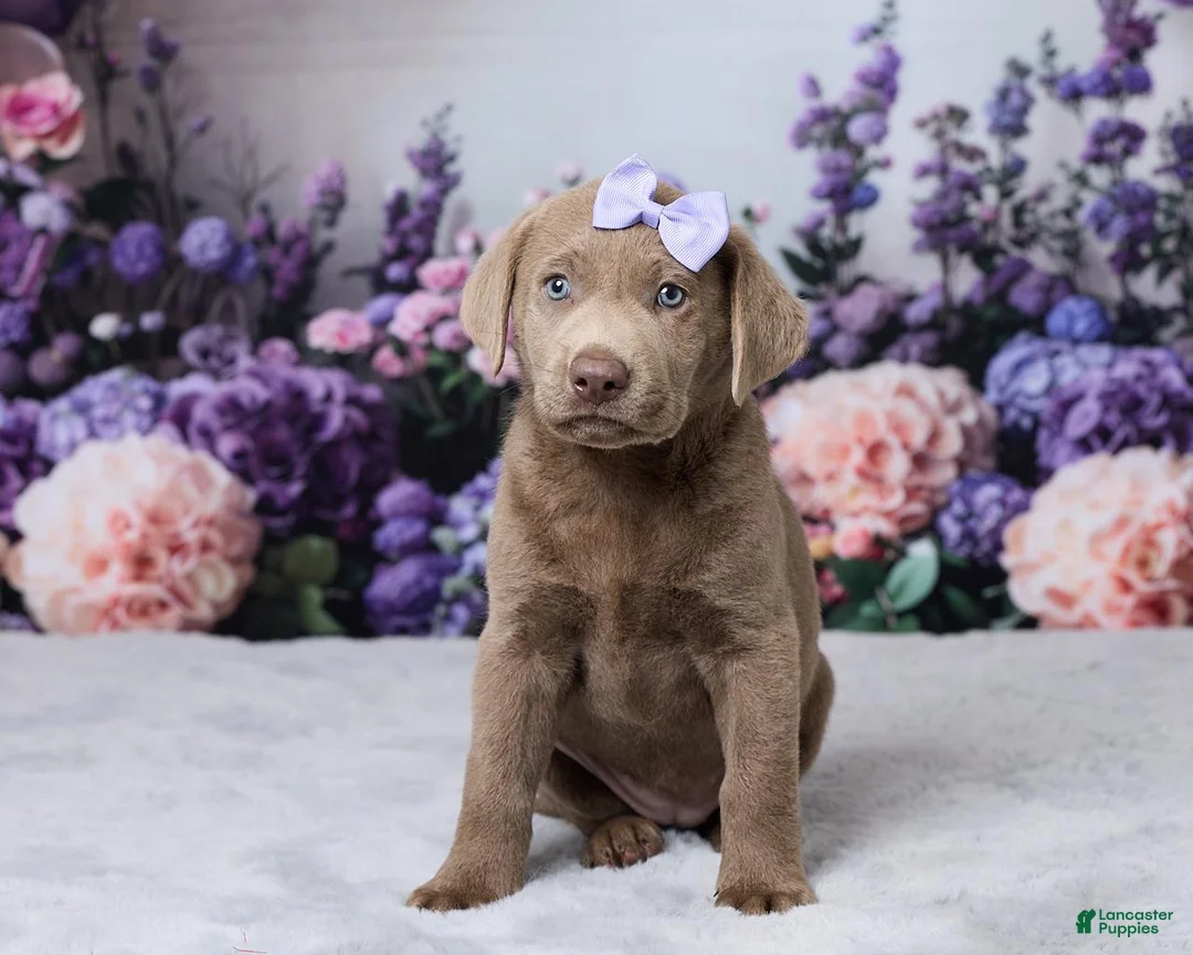 Labrador Retriever dogs for sale: Ann - Ad 1