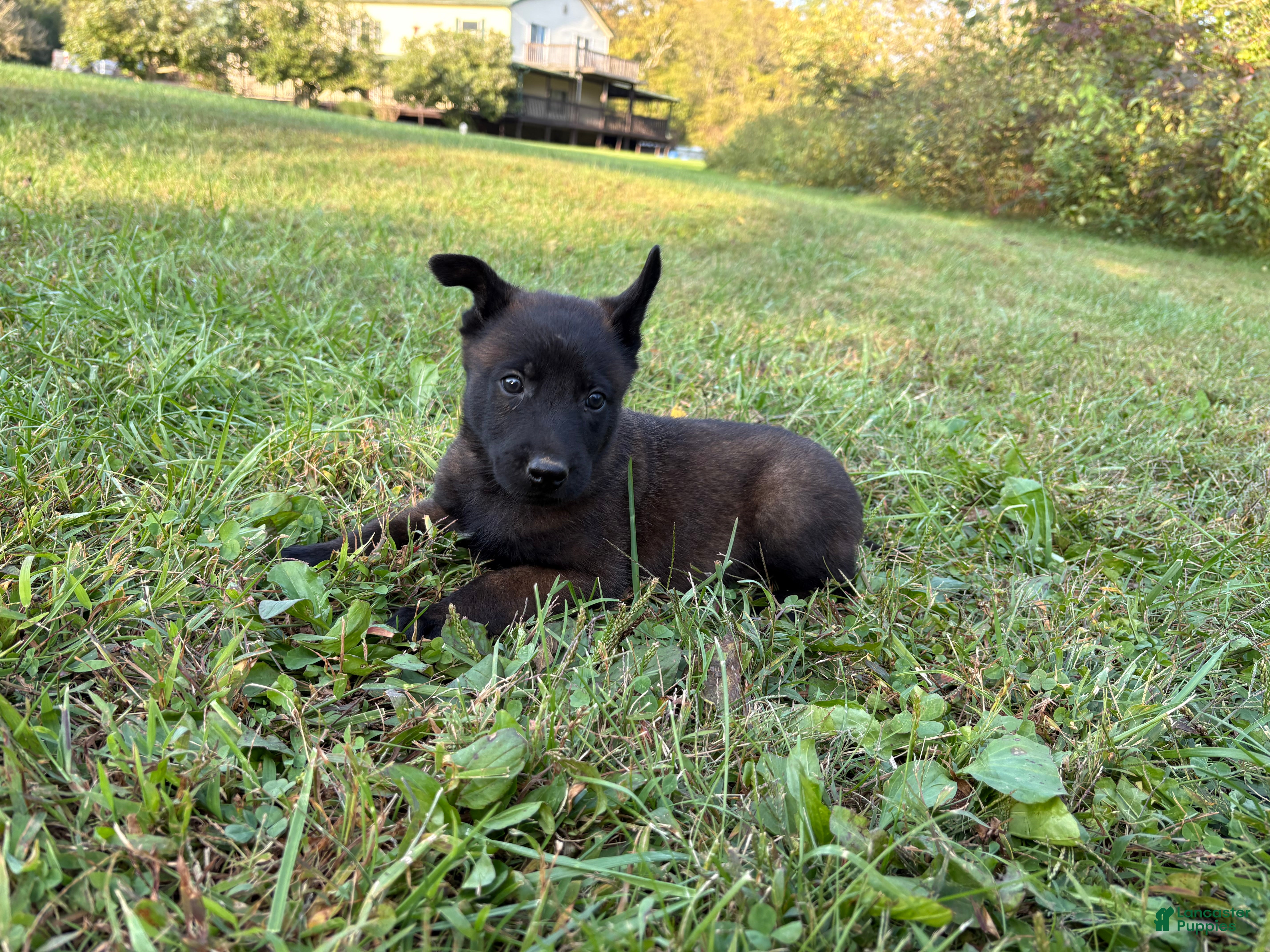Belgian Malinois