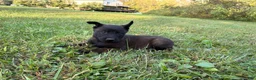 Belgian Malinois dogs for sale: Peter Parker (light blue) - Ad 1