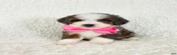 Bernedoodle dogs for sale: Avery - Ad 1