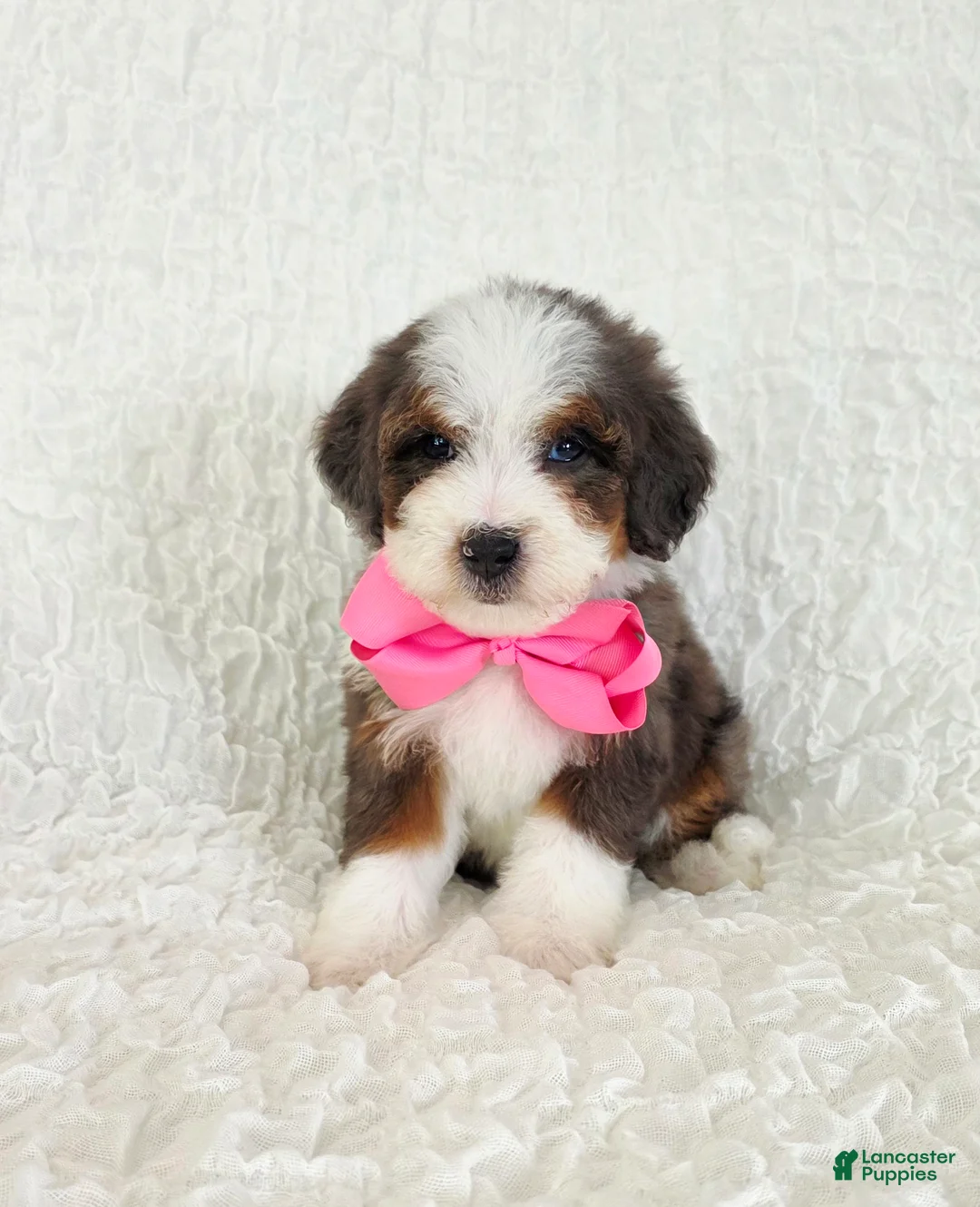 Bernedoodle dogs for sale: Avery - Ad 1