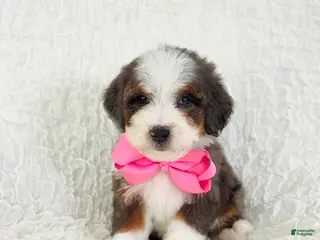 Bernedoodle dogs Avery - Ad 38
