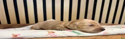 Miniature Dachshund dogs for sale: Pearl - Ad 4