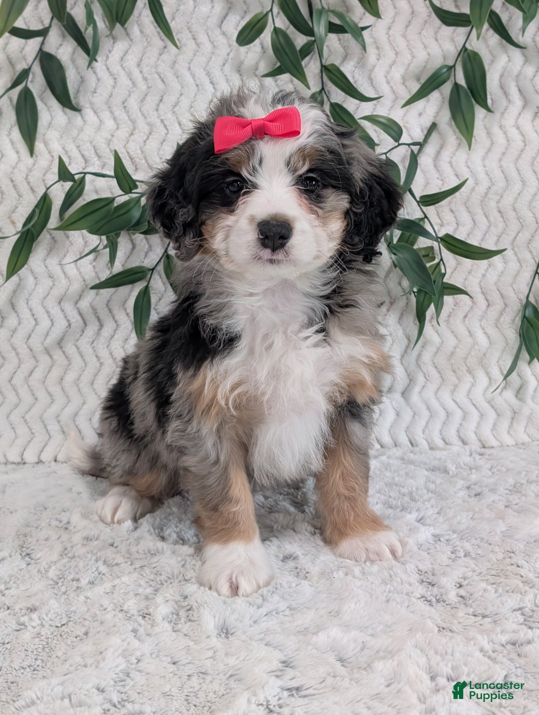 Mini Bernedoodle dogs for sale: Mini Pearl  - Ad 1