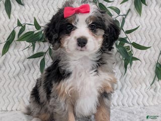 Mini Bernedoodle dogs Mini Pearl - Ad 7