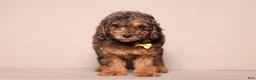 Miniature Poodle dogs for sale: Ace - Ad 3