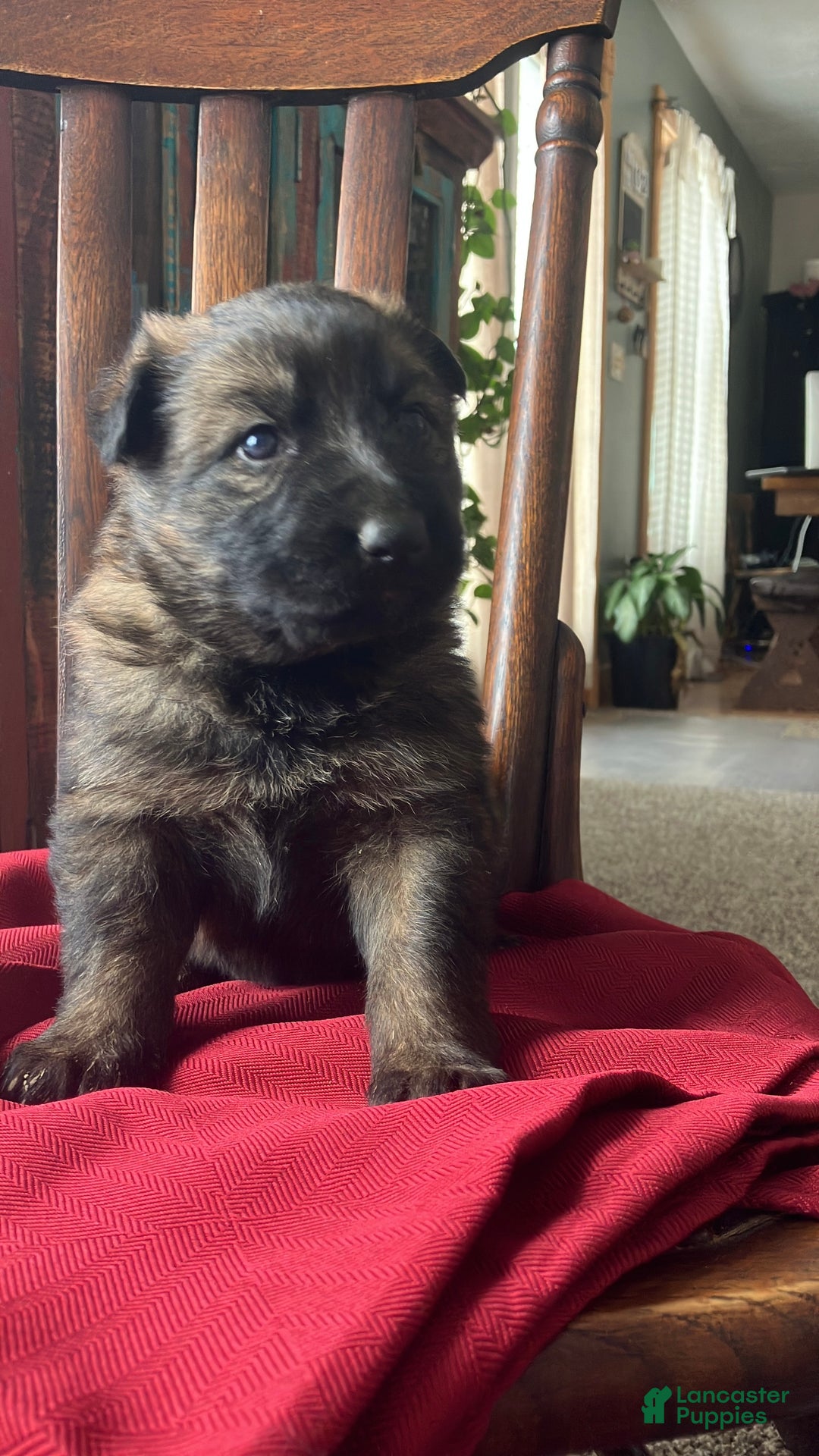 German Shepherd dogs for sale: ♥️KING♥️ - Ad 11