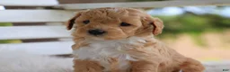 Mixed Breed dogs for sale: Buddy - Ad 4