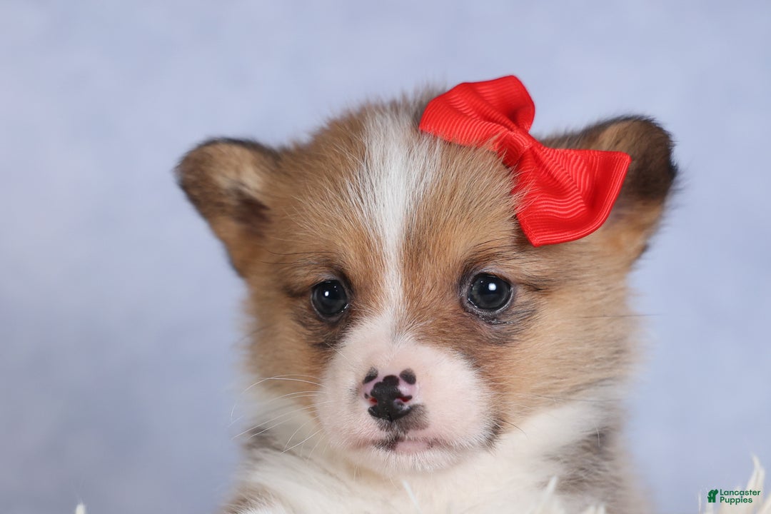 Welsh Corgi Pembroke dogs for sale: RAMBO - Ad 17