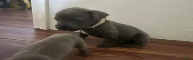 Cane Corso Puppy 5
