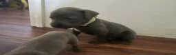 Cane Corso dogs for sale: Cane Corso Puppy 5 - Ad 1