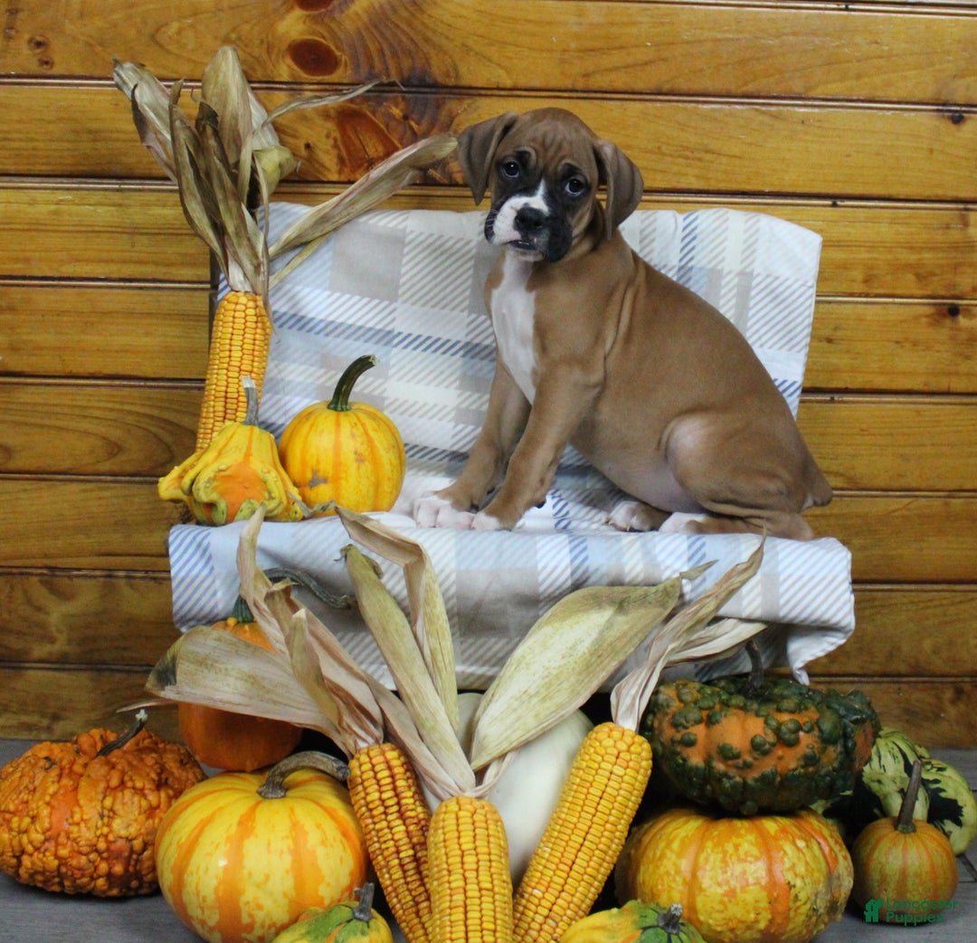 Boxer dogs for sale: Tessa - Ad 1