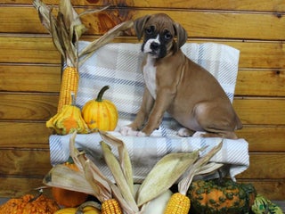 Boxer dogs Tessa - Ad 26