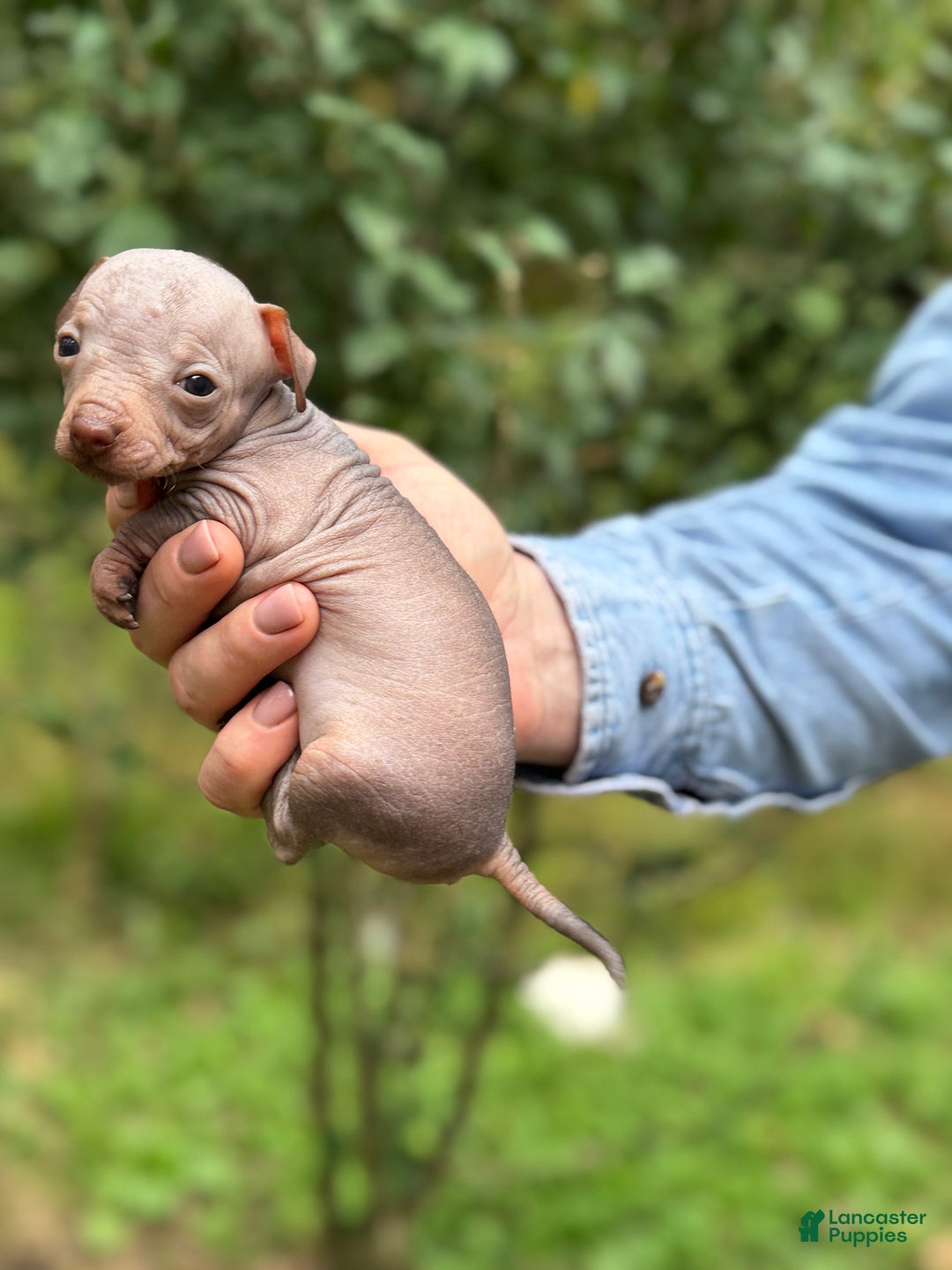 Mixed Breed dogs for sale: Cleopatra  - Ad 76