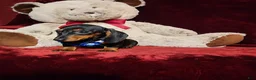 Miniature Dachshund dogs for sale: *JAX* - Ad 2