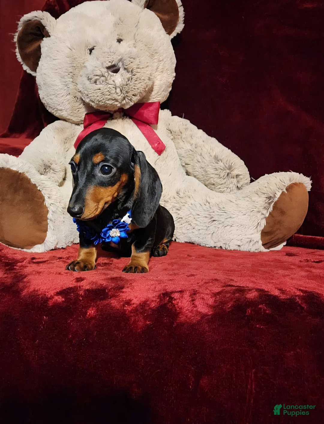 Miniature Dachshund dogs for sale: *JAX* - Ad 2