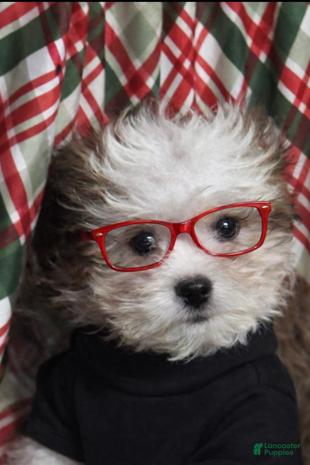 Shihpoo dogs for sale: Trell - Ad 5