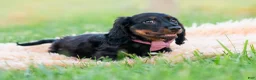 Miniature Dachshund dogs for sale: bentley - Ad 10