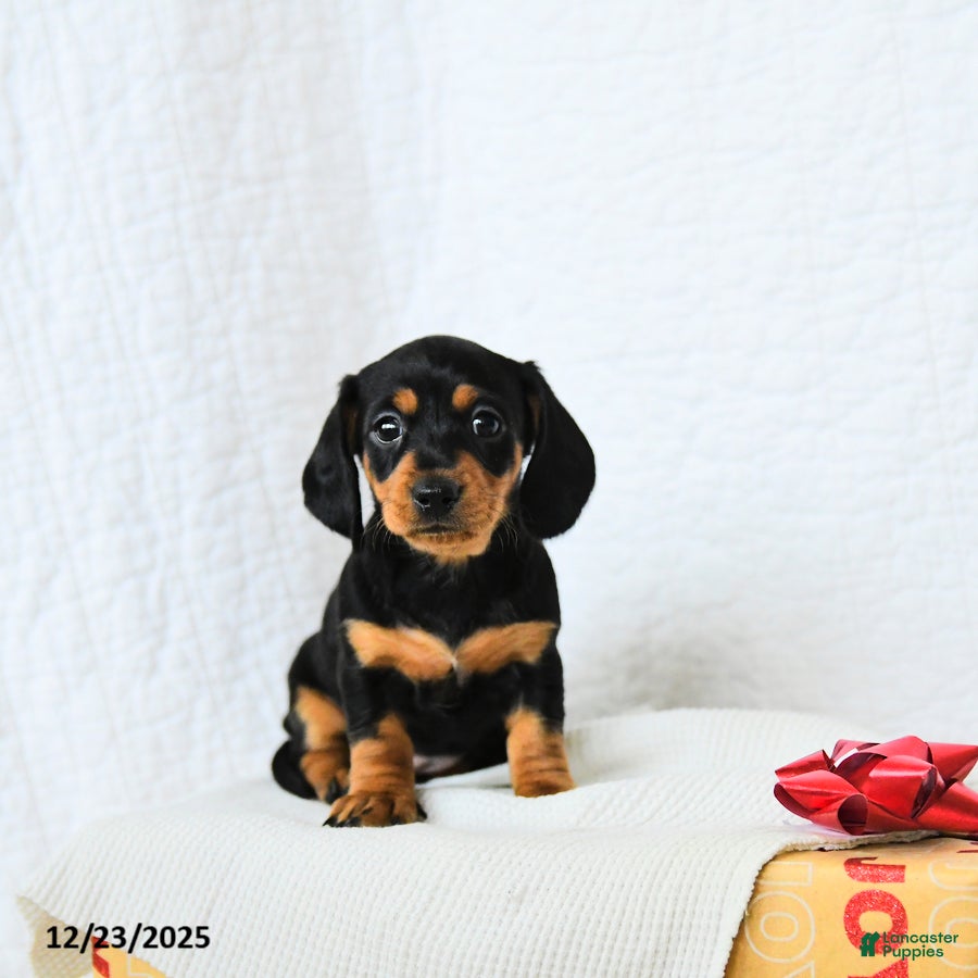 Miniature Dachshund dogs Midnight - Ad 38