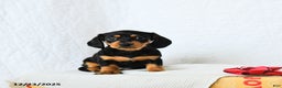 Miniature Dachshund dogs for sale: Midnight - Ad 1