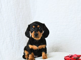 Miniature Dachshund dogs Midnight - Ad 38