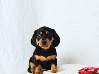 Miniature Dachshund dogs Midnight - Ad 35