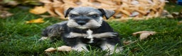 Miniature Schnauzer dogs for sale: Noelle - Ad 7