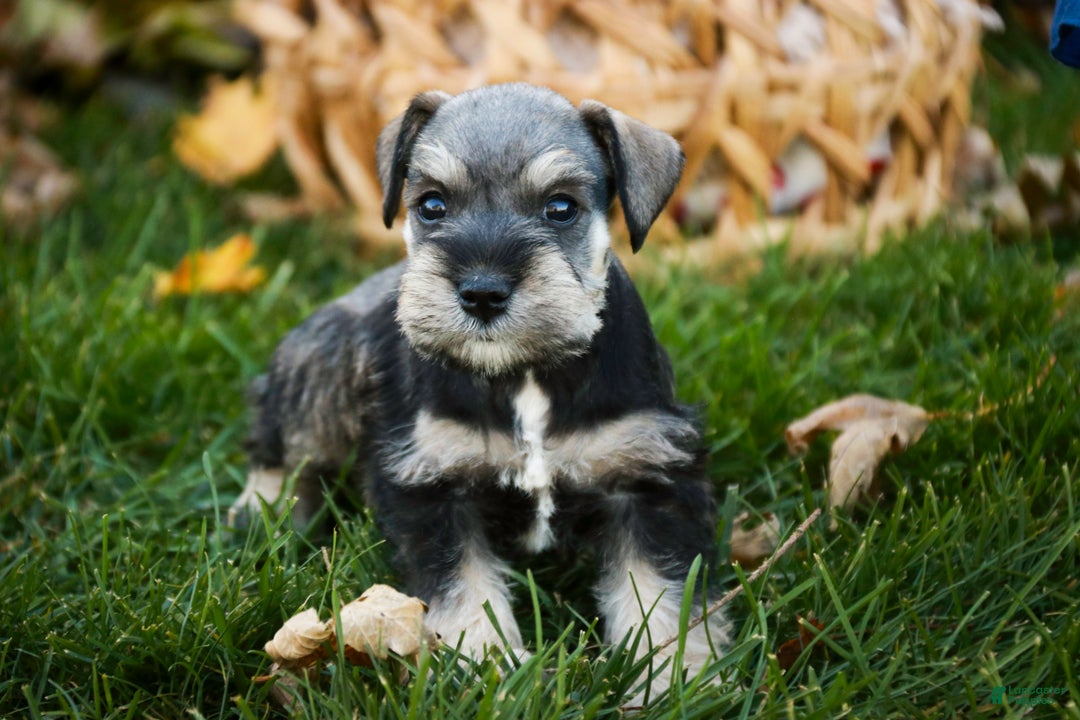 Miniature Schnauzer dogs for sale: Noelle - Ad 7