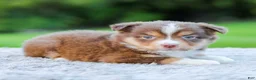 Miniature Australian Shepherd dogs for sale: Duke - Ad 2