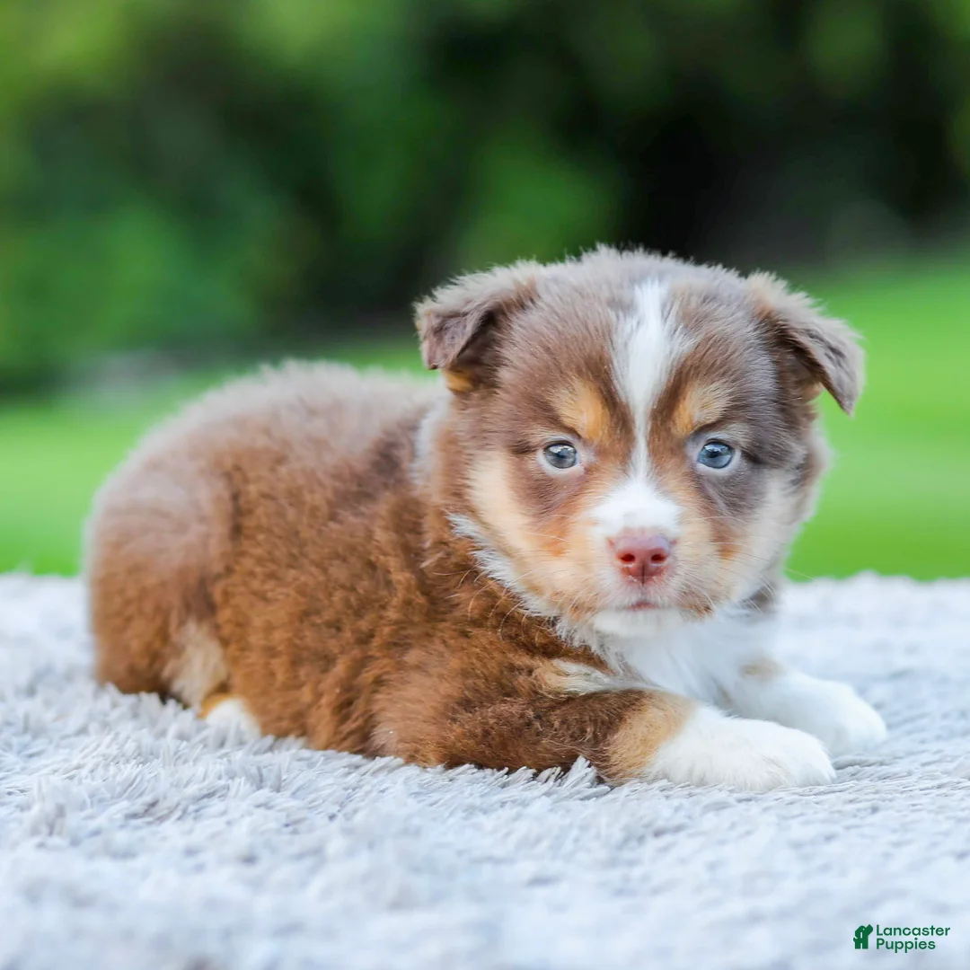 Miniature Australian Shepherd dogs for sale: Duke - Ad 2