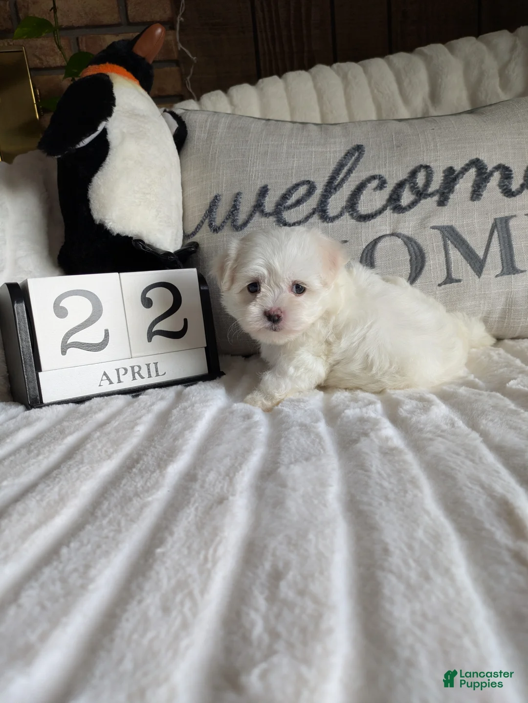 Maltese dogs for sale: Kansas  - Ad 1