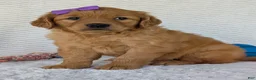 Golden Retriever dogs for sale: Miss Millie  - Ad 15