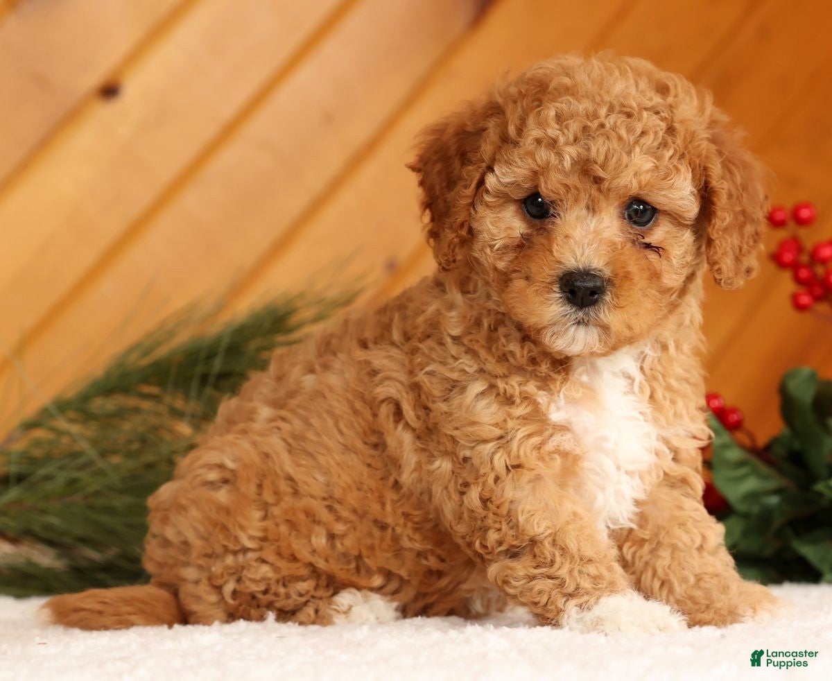 Cavapoo dogs Janie - Ad 3