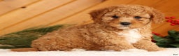 Cavapoo dogs for sale: Janie - Ad 1