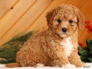 Cavapoo dogs Janie - Ad 3