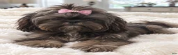 Shih Tzu dogs for sale: Reba - Ad 2