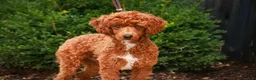 Miniature Poodle dogs for sale: Toast - Ad 7