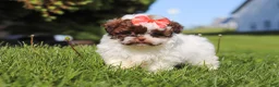 Shihpoo dogs for sale: Tabby - Ad 5